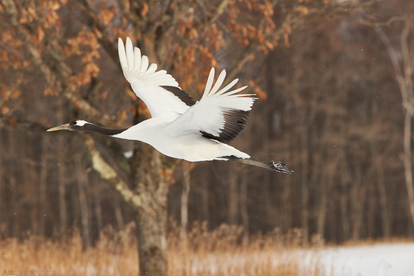 Crane and Tree