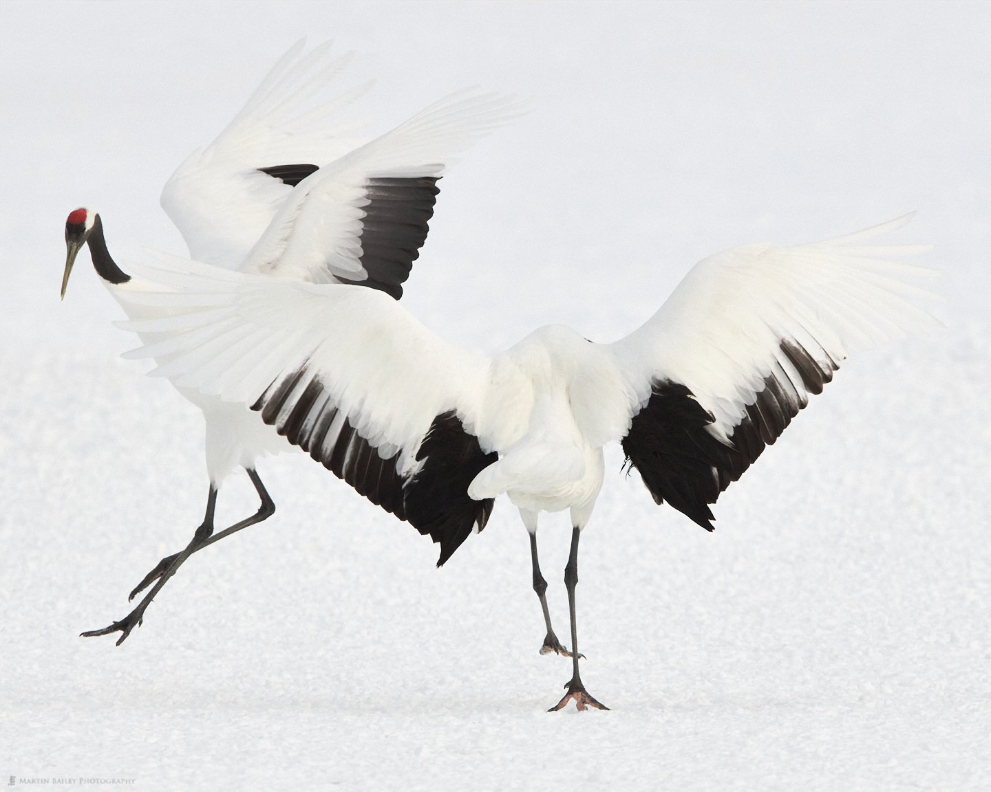 Pink Feet