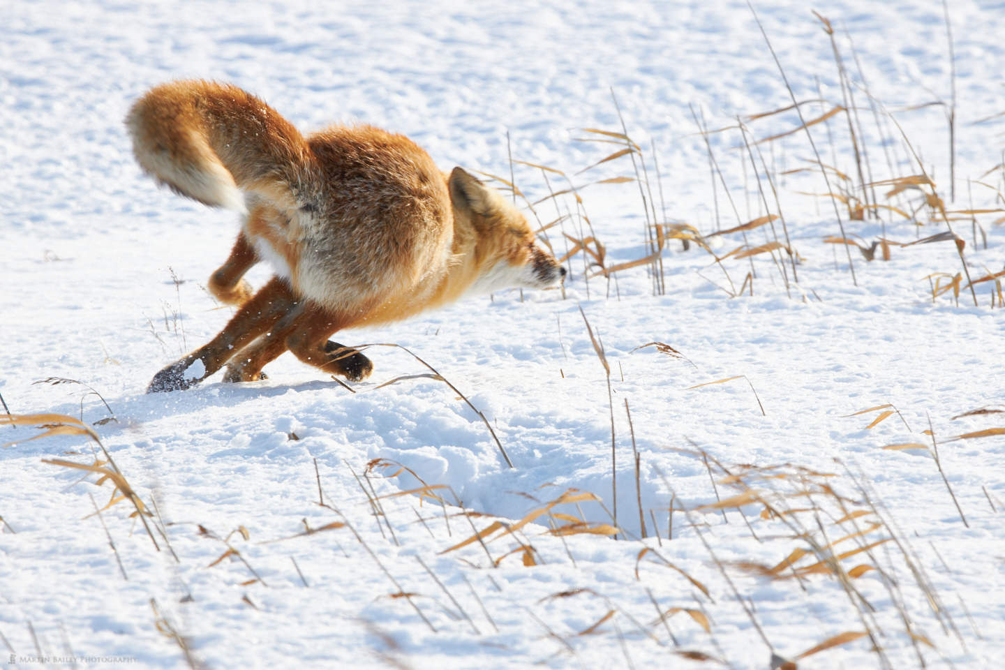 Fleeting Fox