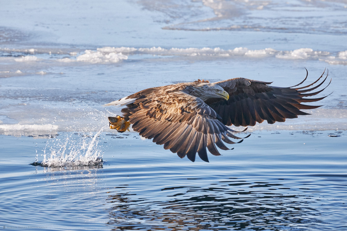 White-Tailed Eagle at Work