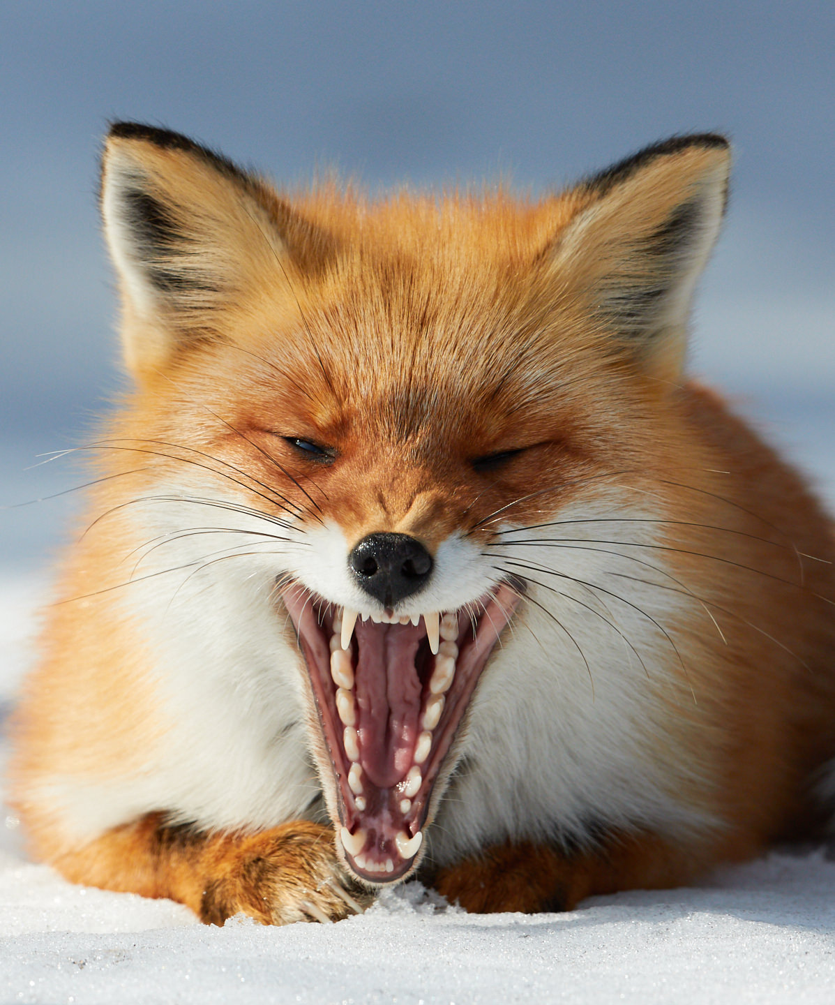 Fox's Yawn