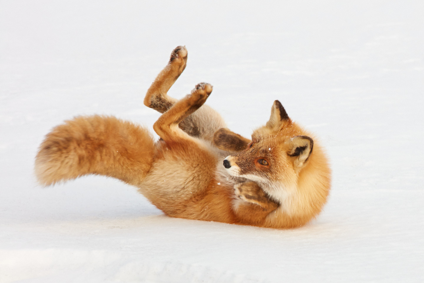 Rolling Fox