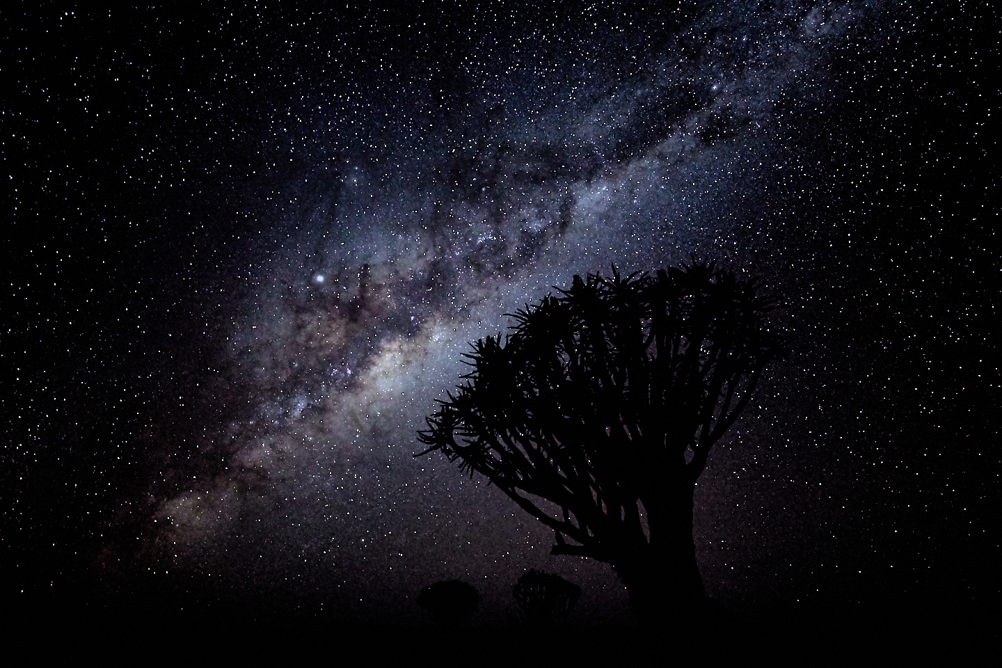 Quiver Trees and Milky Way with Jupiter