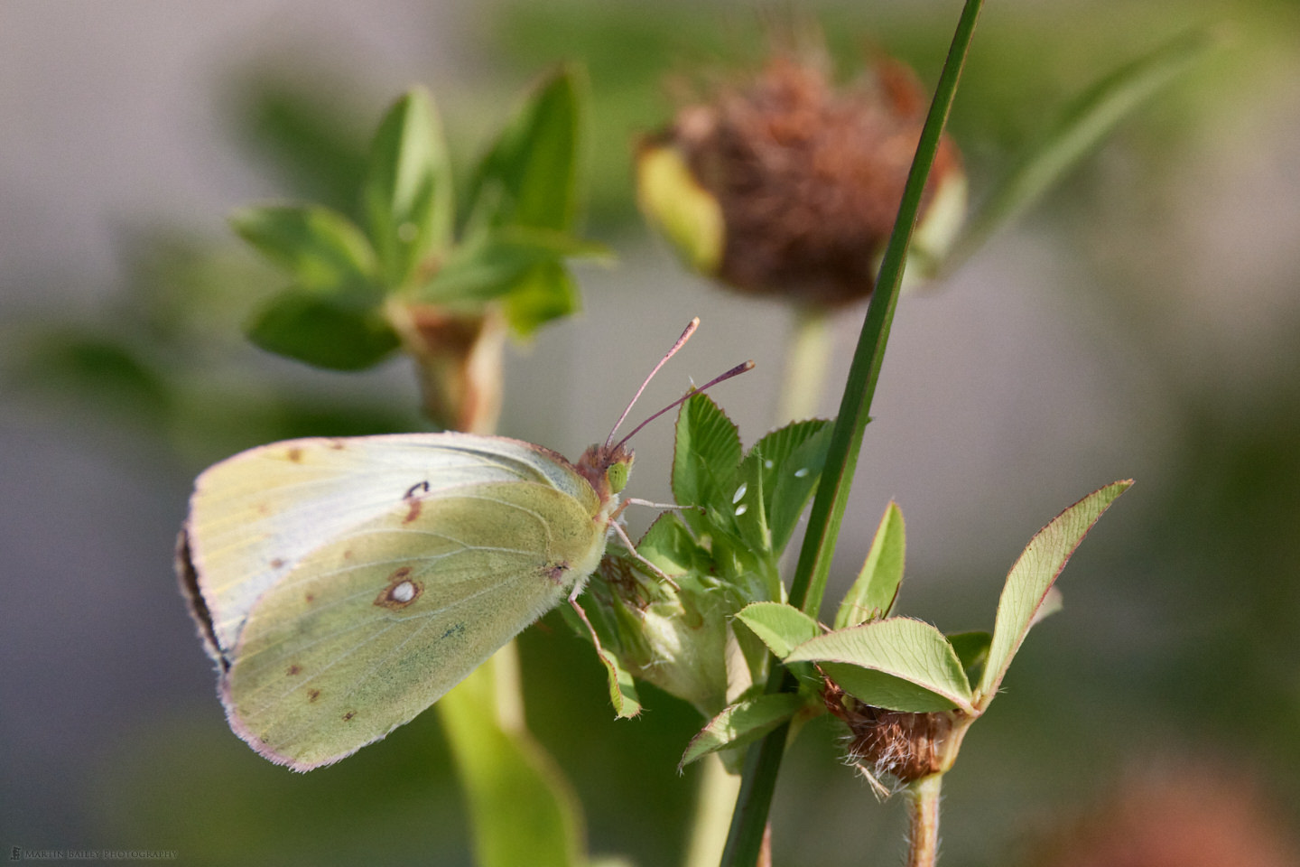 Cabbage White Butterfly