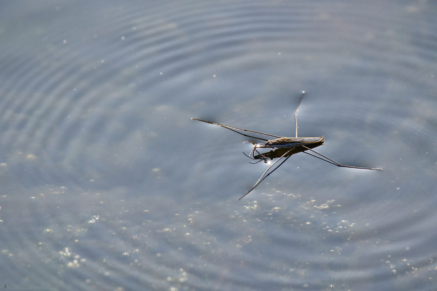 Water Strider