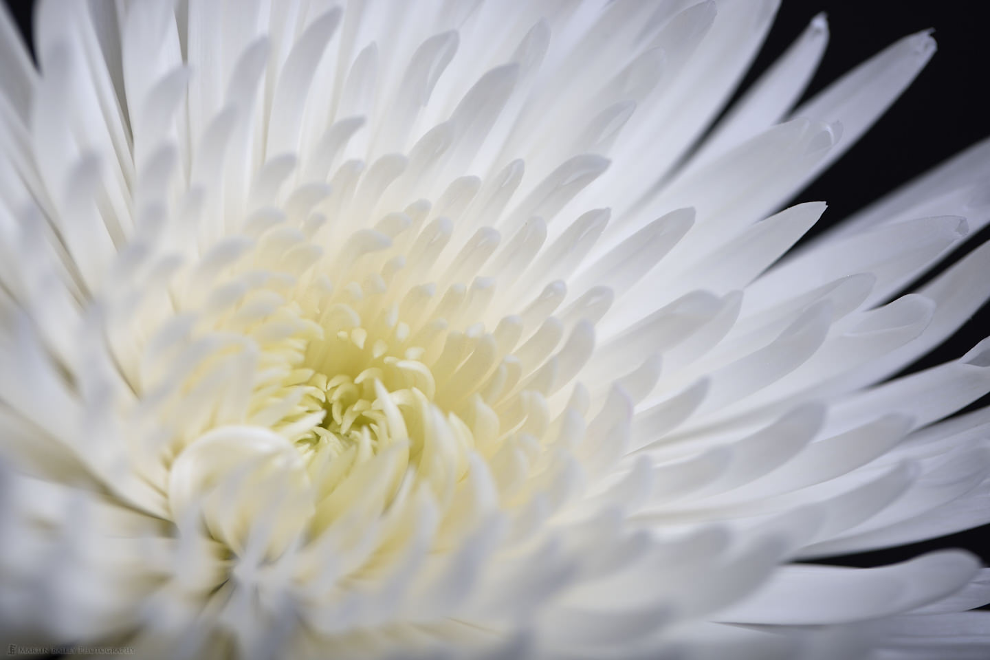 White Chrysanthemum