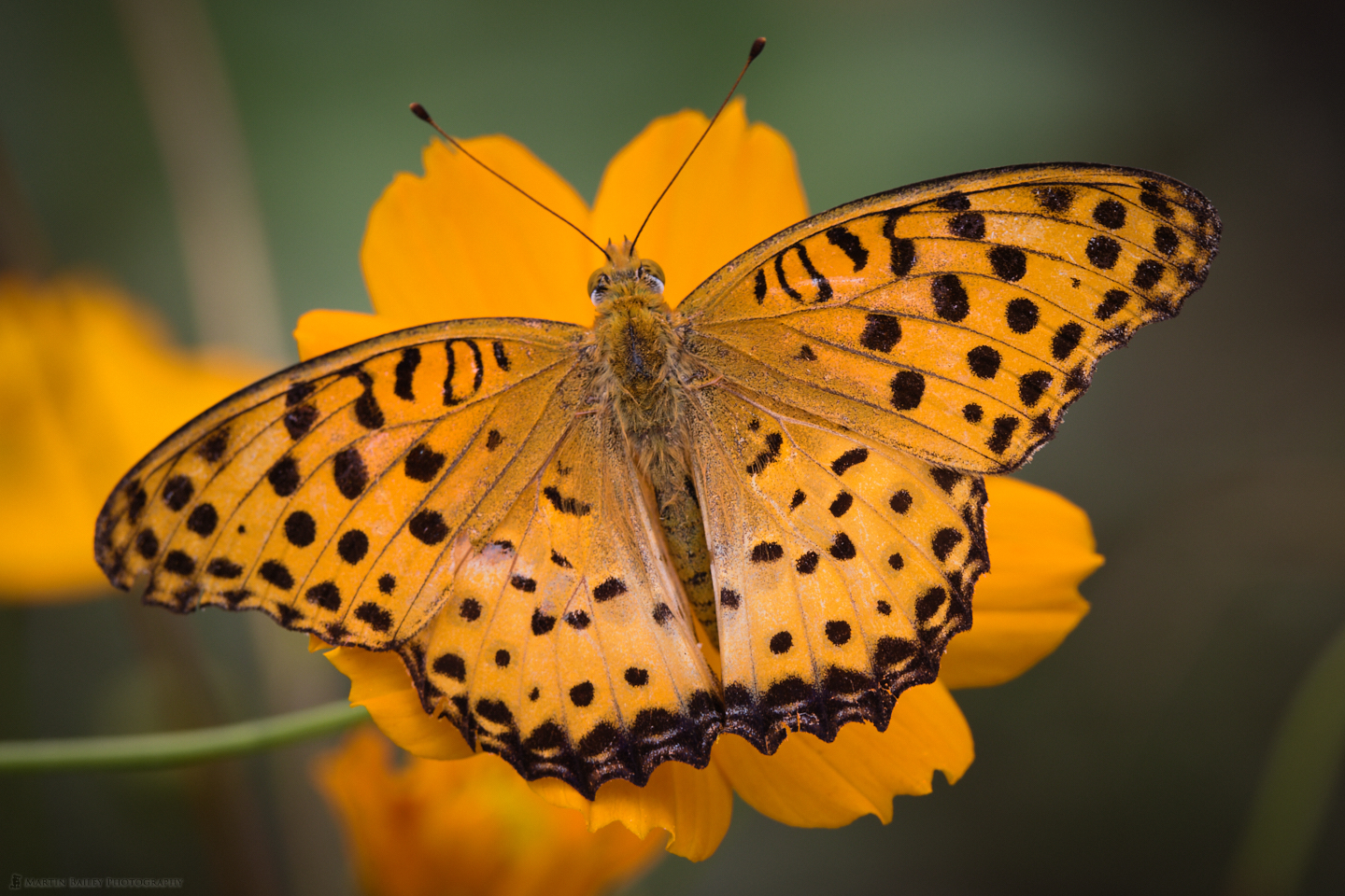 Lesser Marbled Fritillary