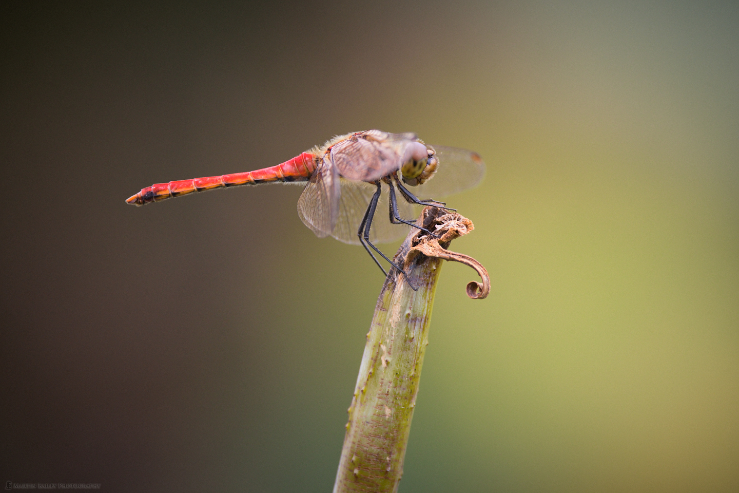 Akatombo (Red Dragonfly)