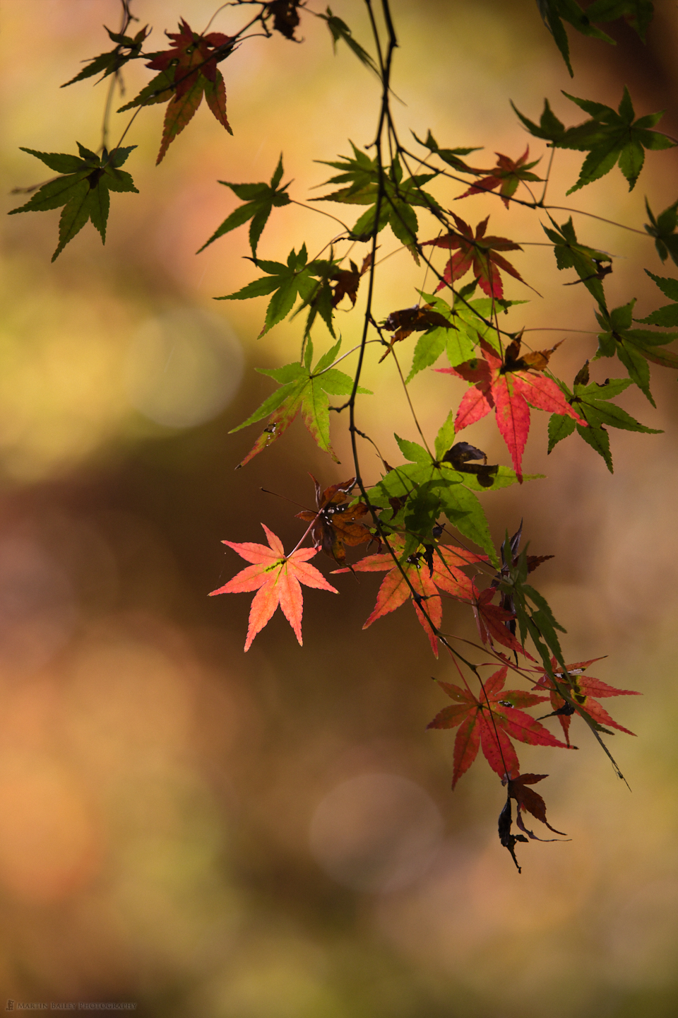 Red and Green Leaves