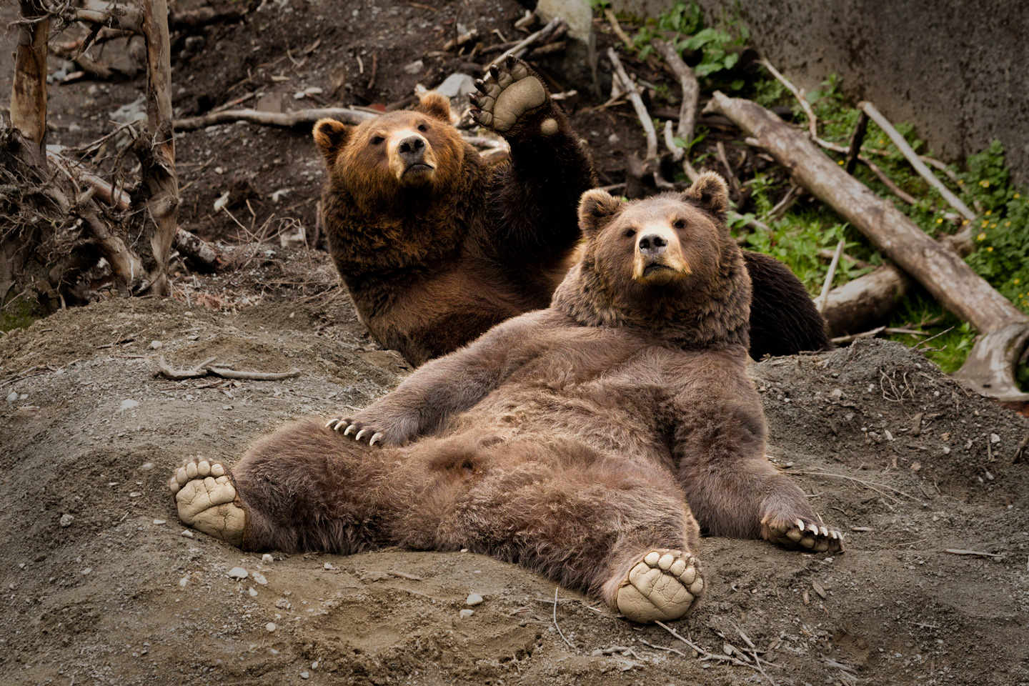 Brown Bears