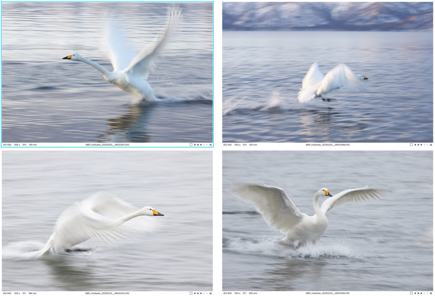 Final Four Swan Shots