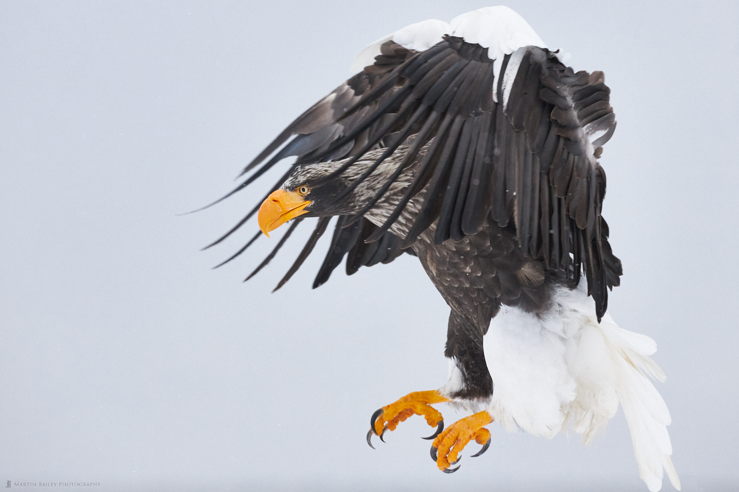 Menacing Steller's Sea Eagle