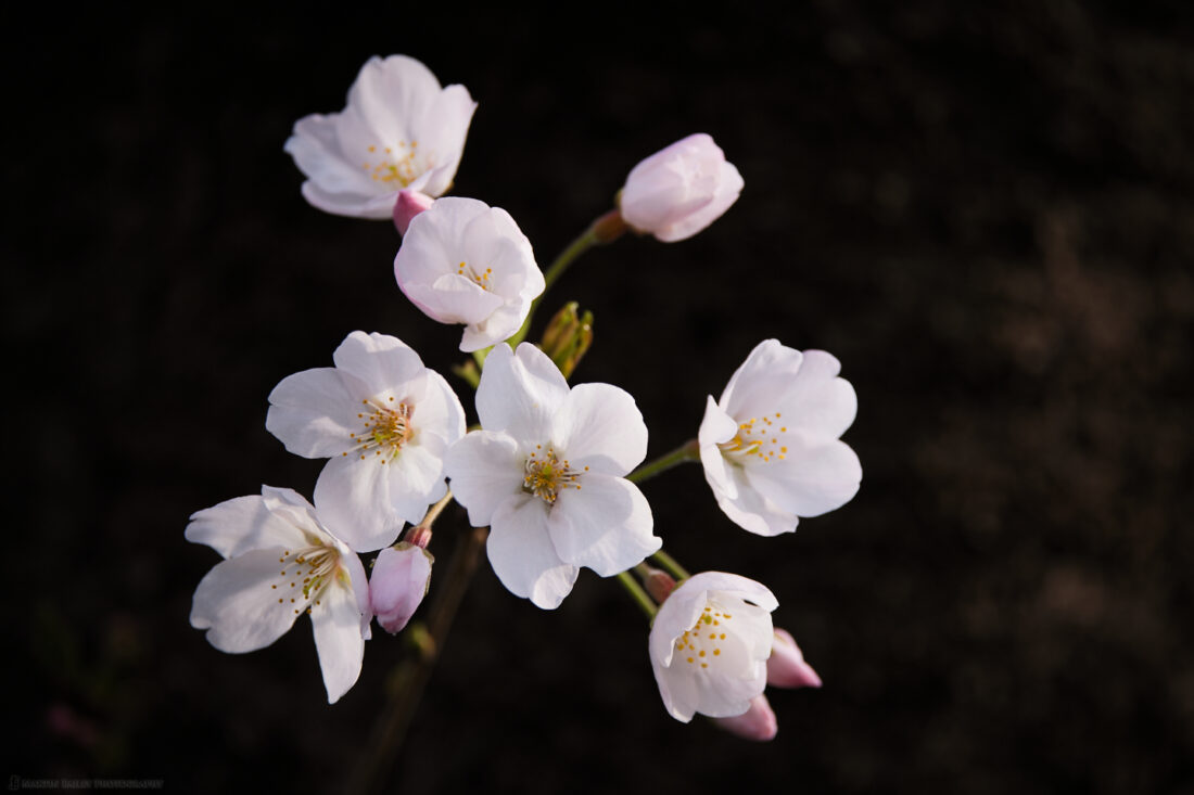 Sakura Starburst