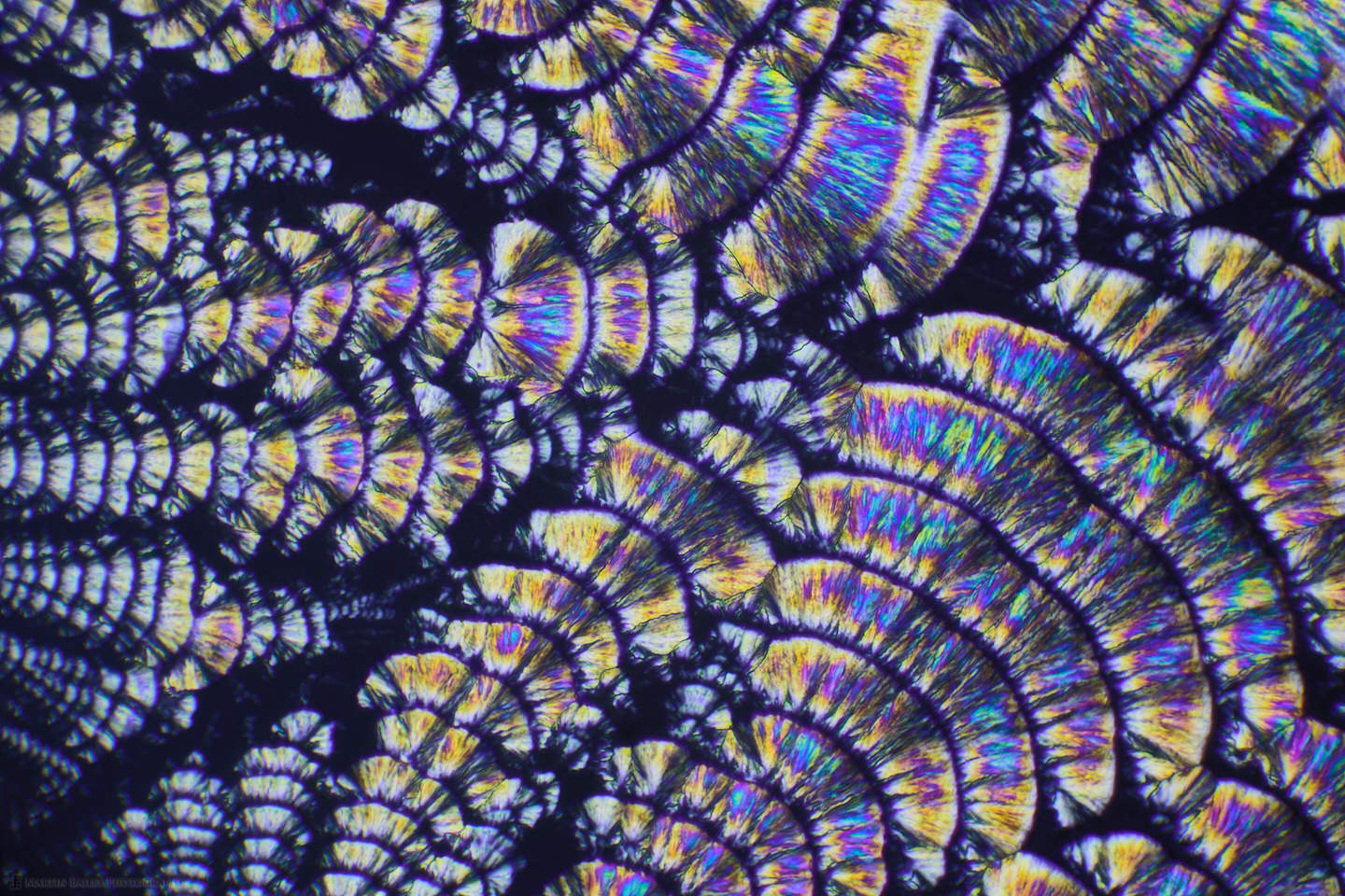 Crystal Scales (Polarized Ascorbic acid 400X 18 Frames)