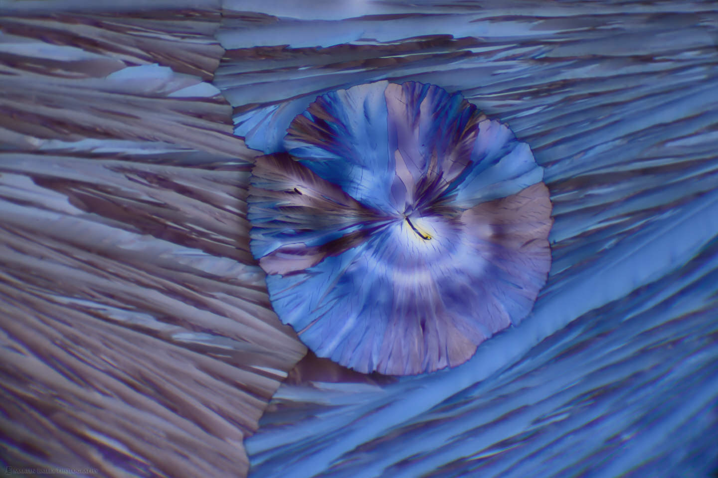 Alien Flower Head (Polarized Citric Acid Crystals 100X)