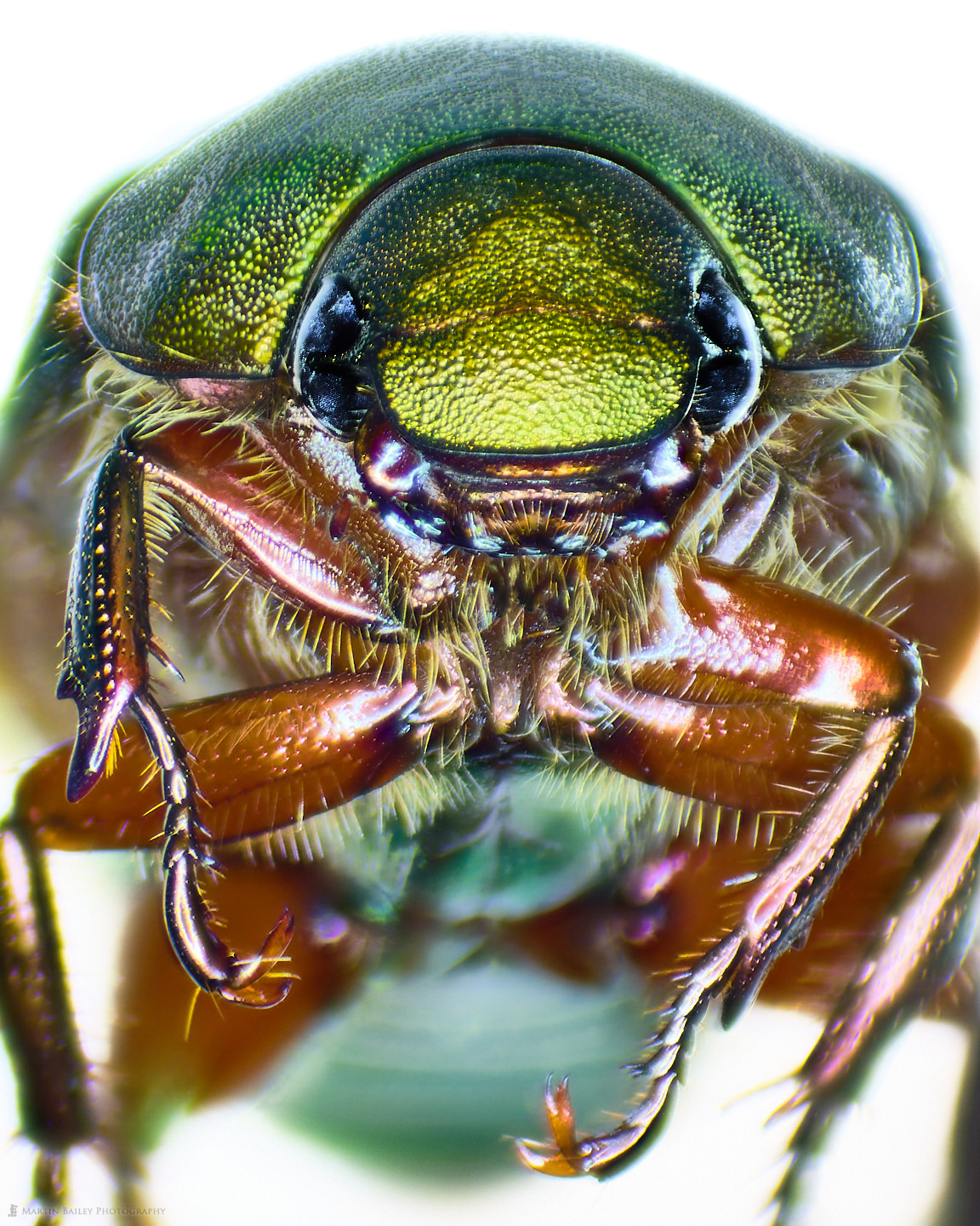 Scarab Torso (10X 40 Frames Stereo Microscope)