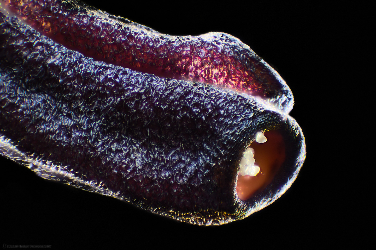 Pollen Tubes on Azalea Anther (100X 100 frame stack)