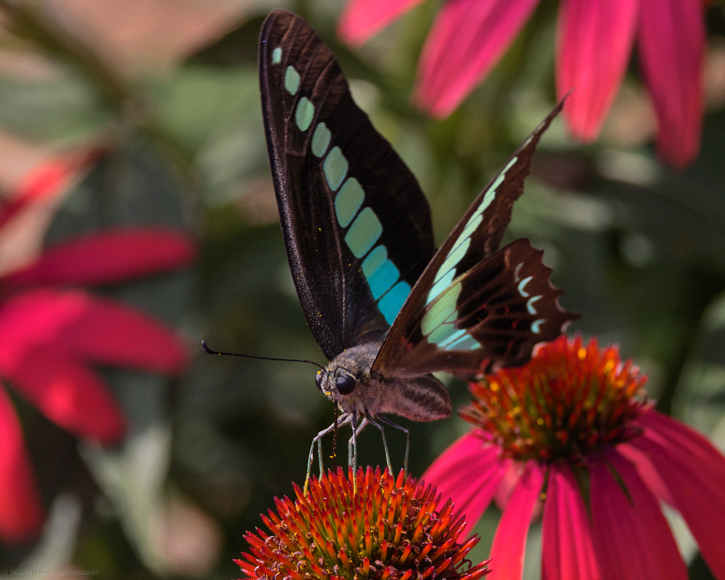 Bluebottle Butterfly