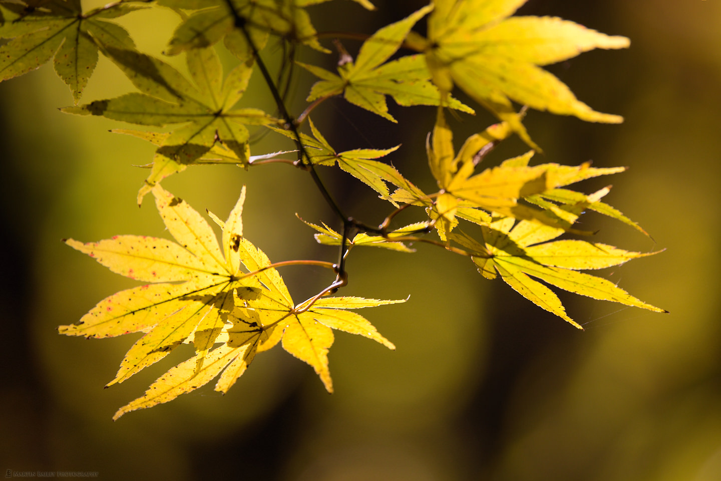 A Stroll in the Jindai Botanical Park (podcast 761)