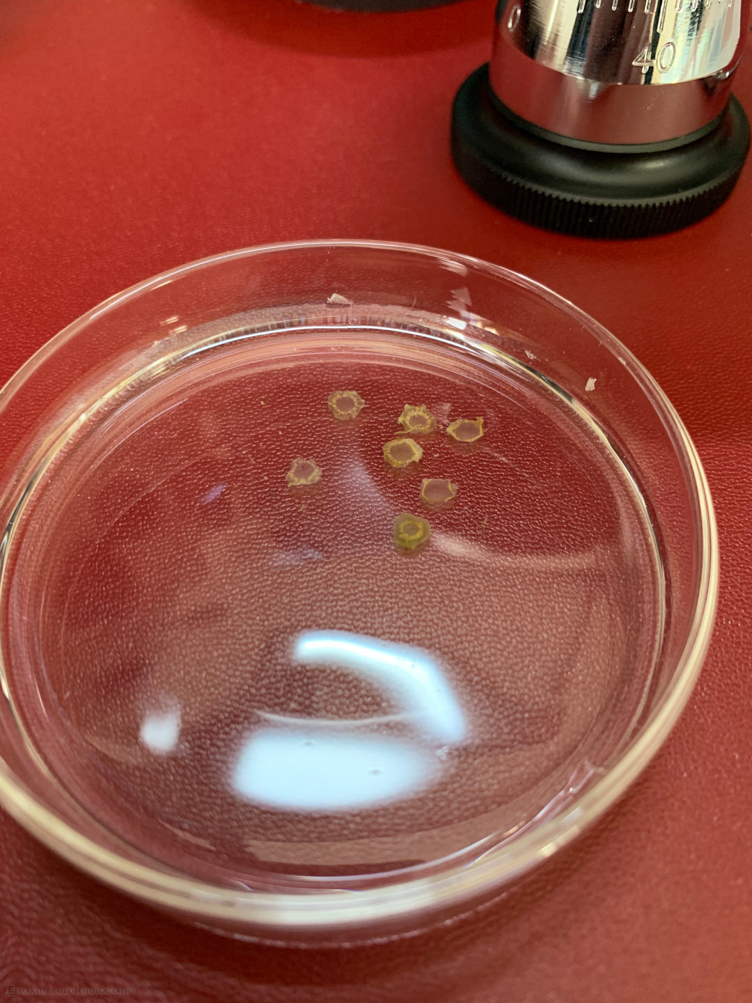 Strawberry Stem Sections