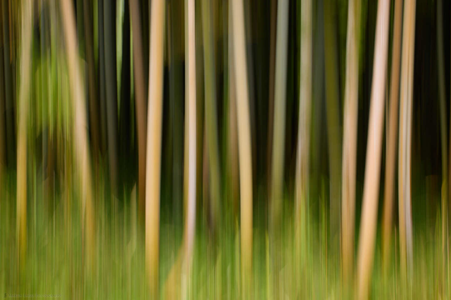 Intentional Camera Movement and Spring Leaves (Podcast 775)