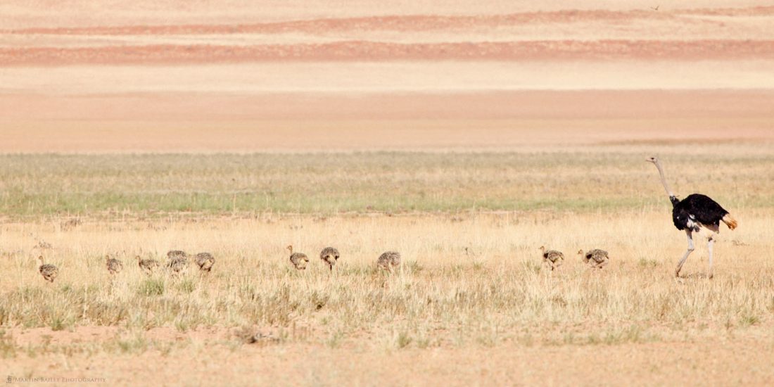 Ostrich Matriarch with Young