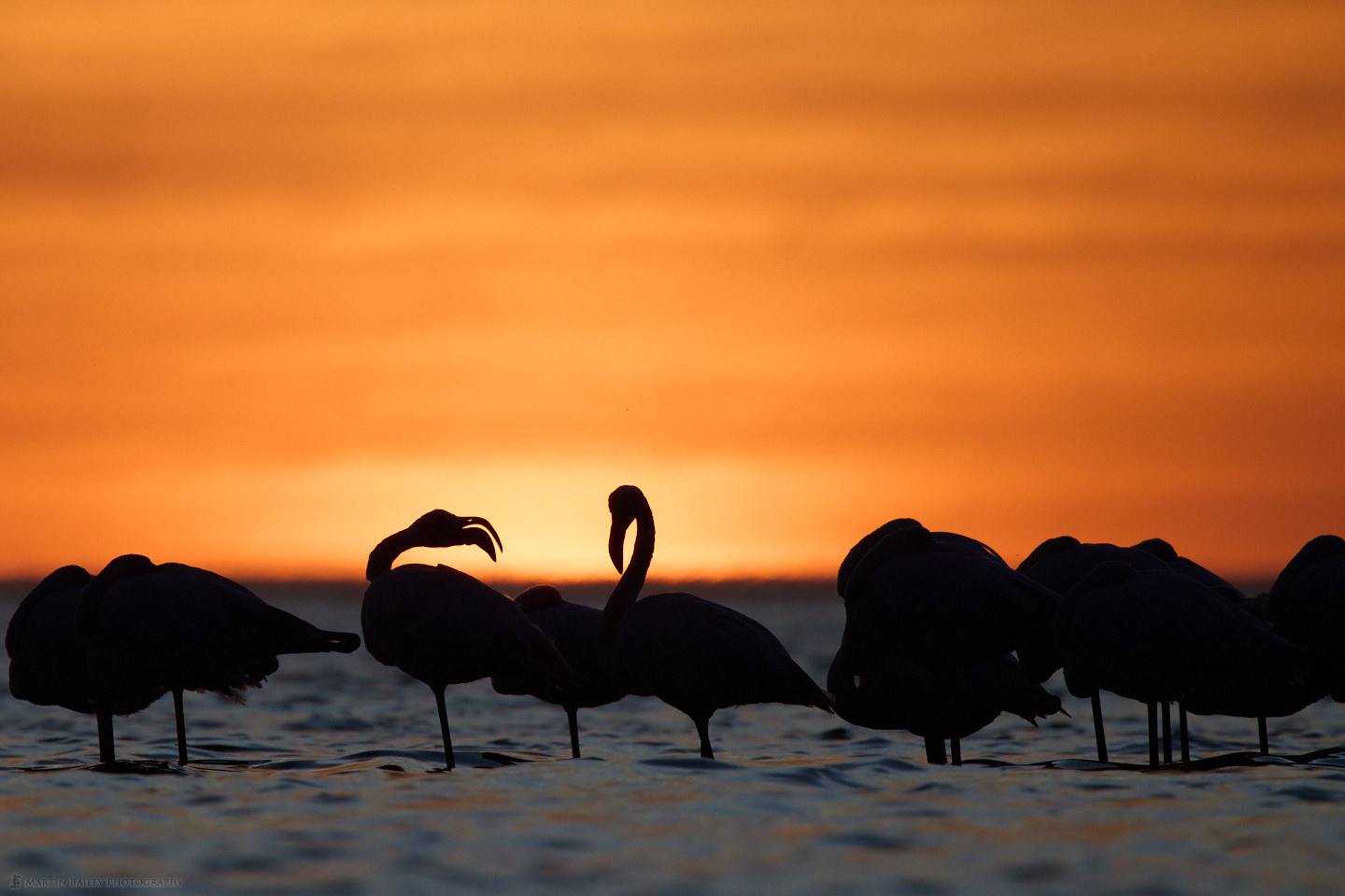 Flamingo Sunset