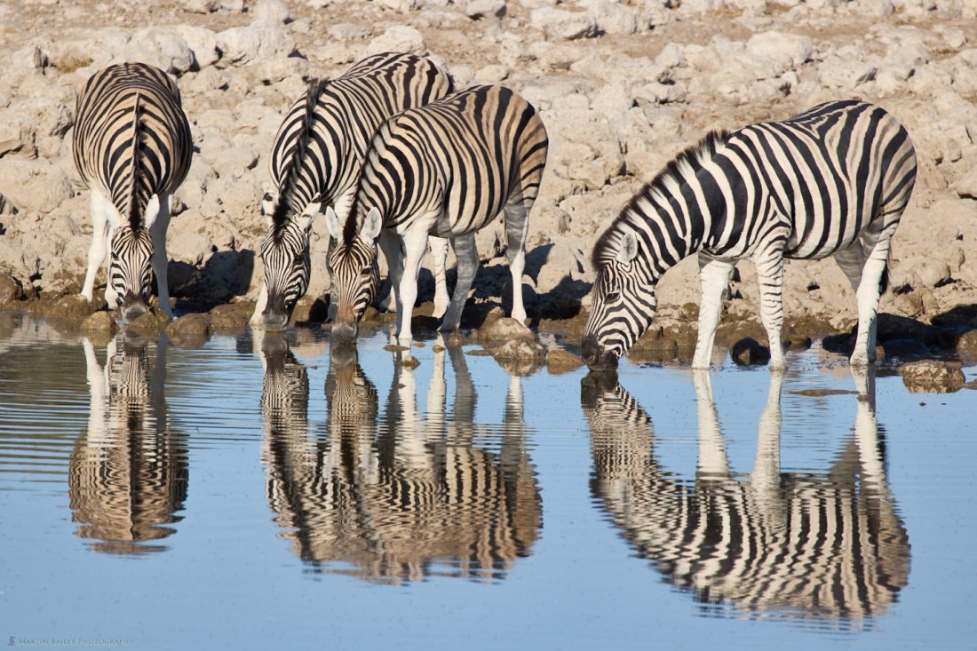 Zebra Reflections