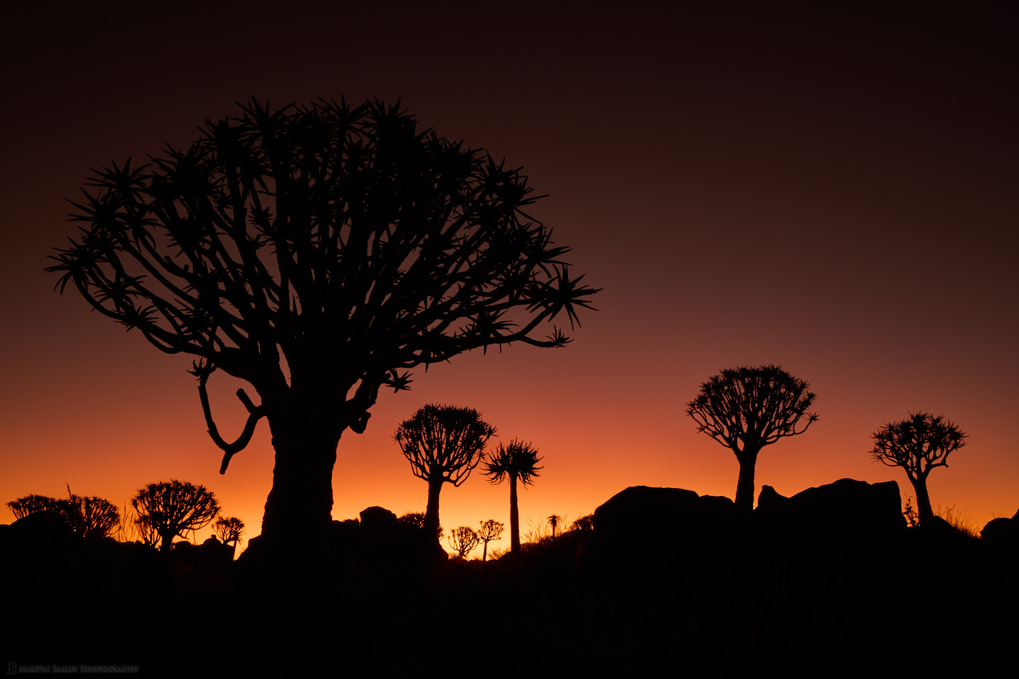 Quiver Tree Sunset