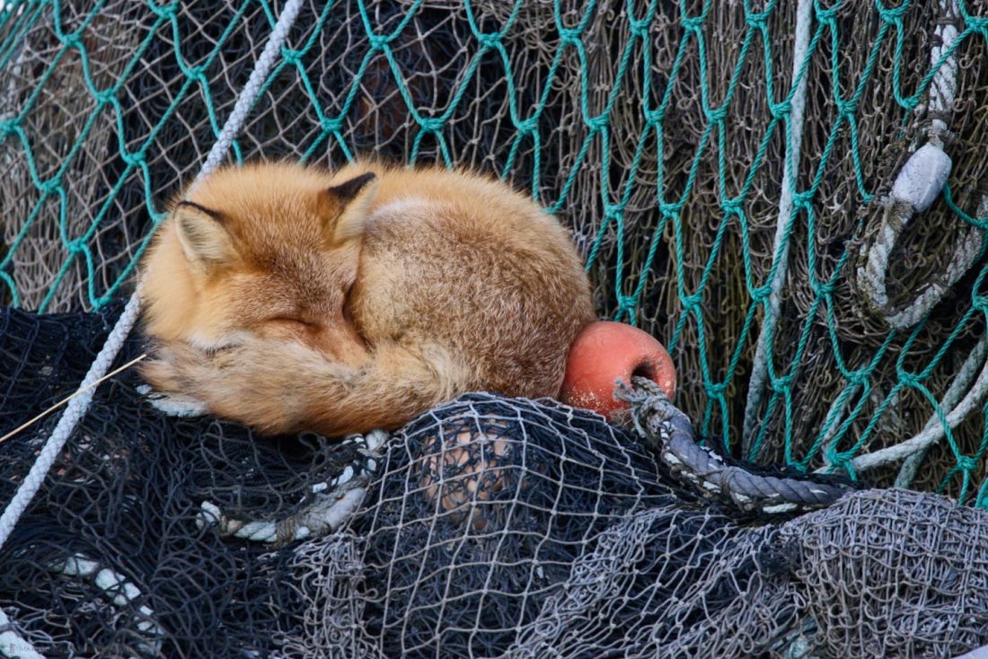 Sleeping Red Fox