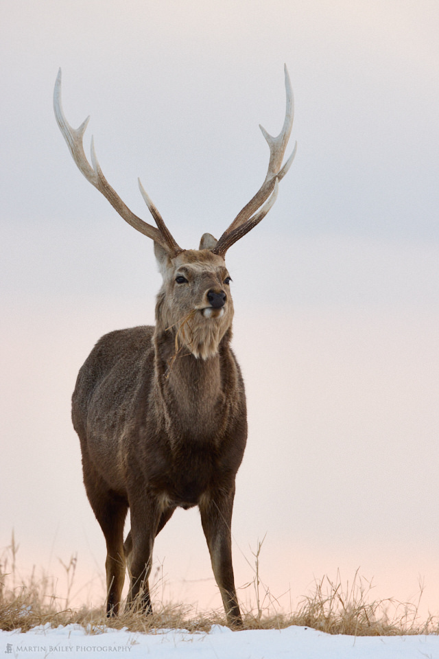 Proud Ezo Deer