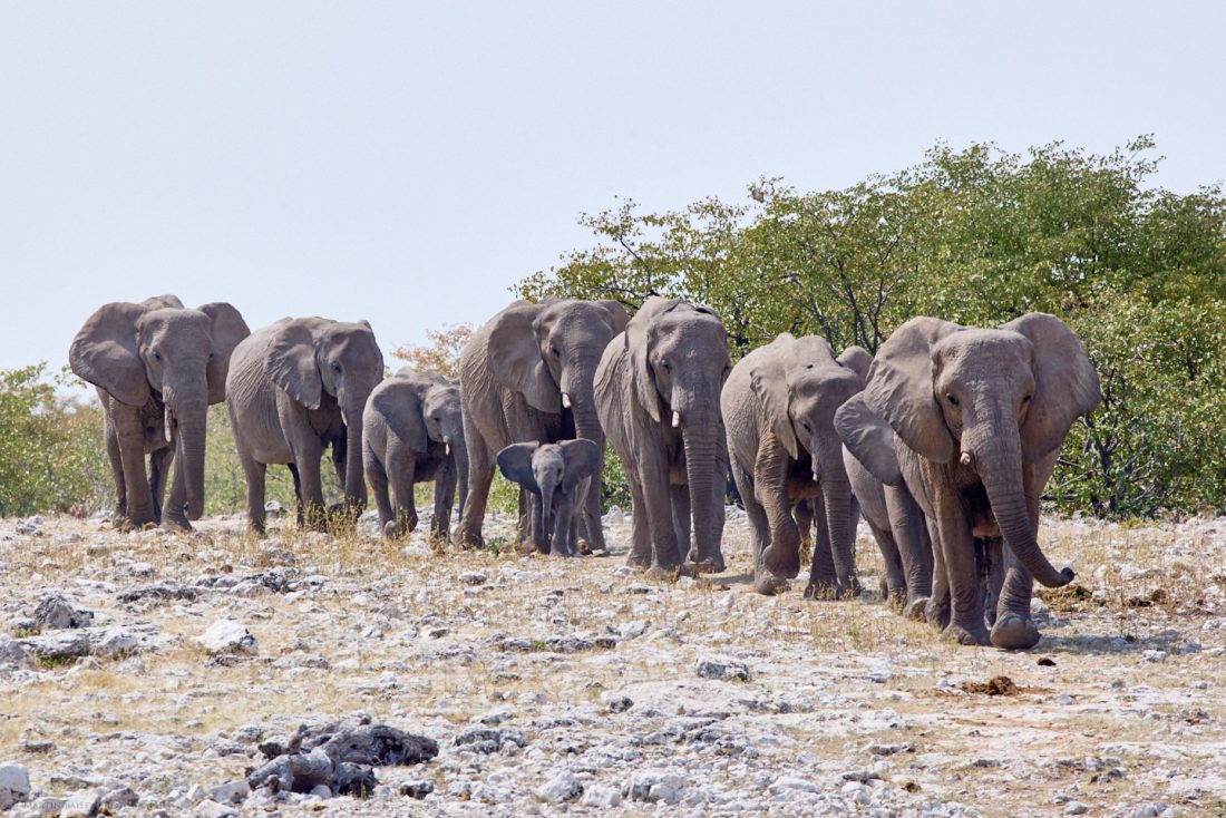 Elephant Procession