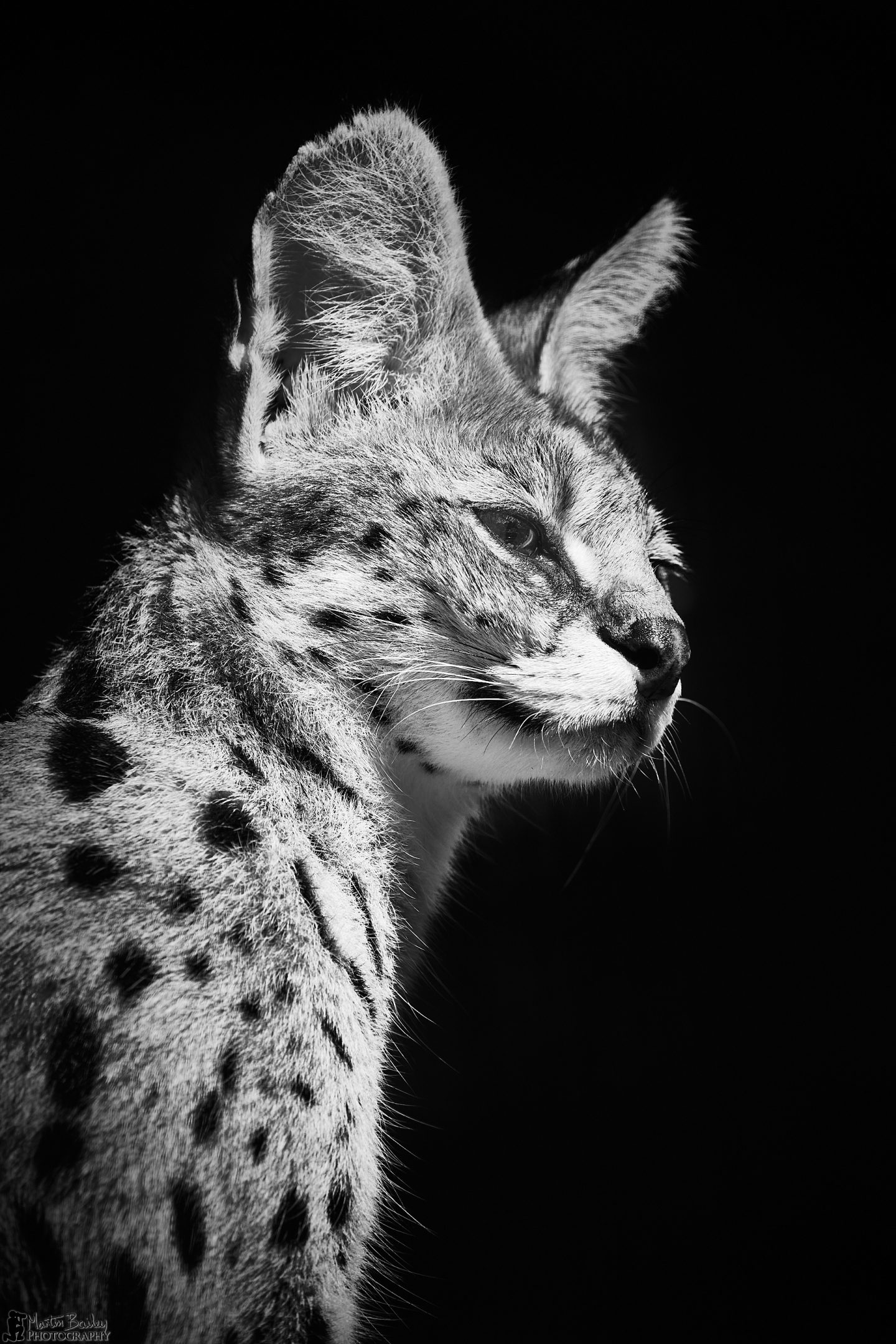 Serval Cat