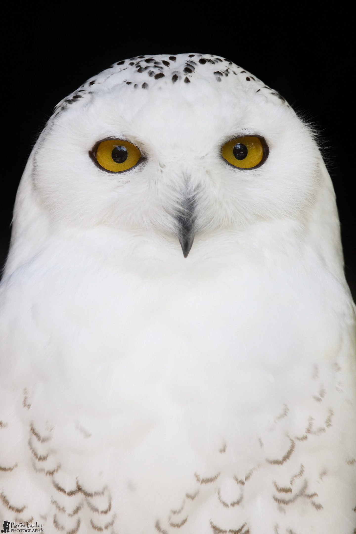 Snowy Owl