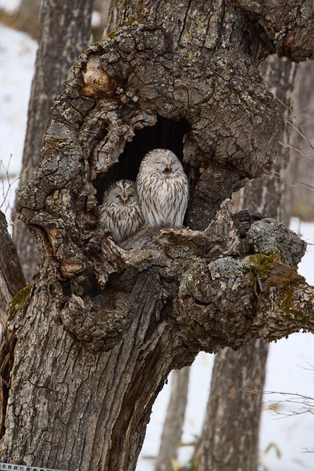 Owl's Yawn