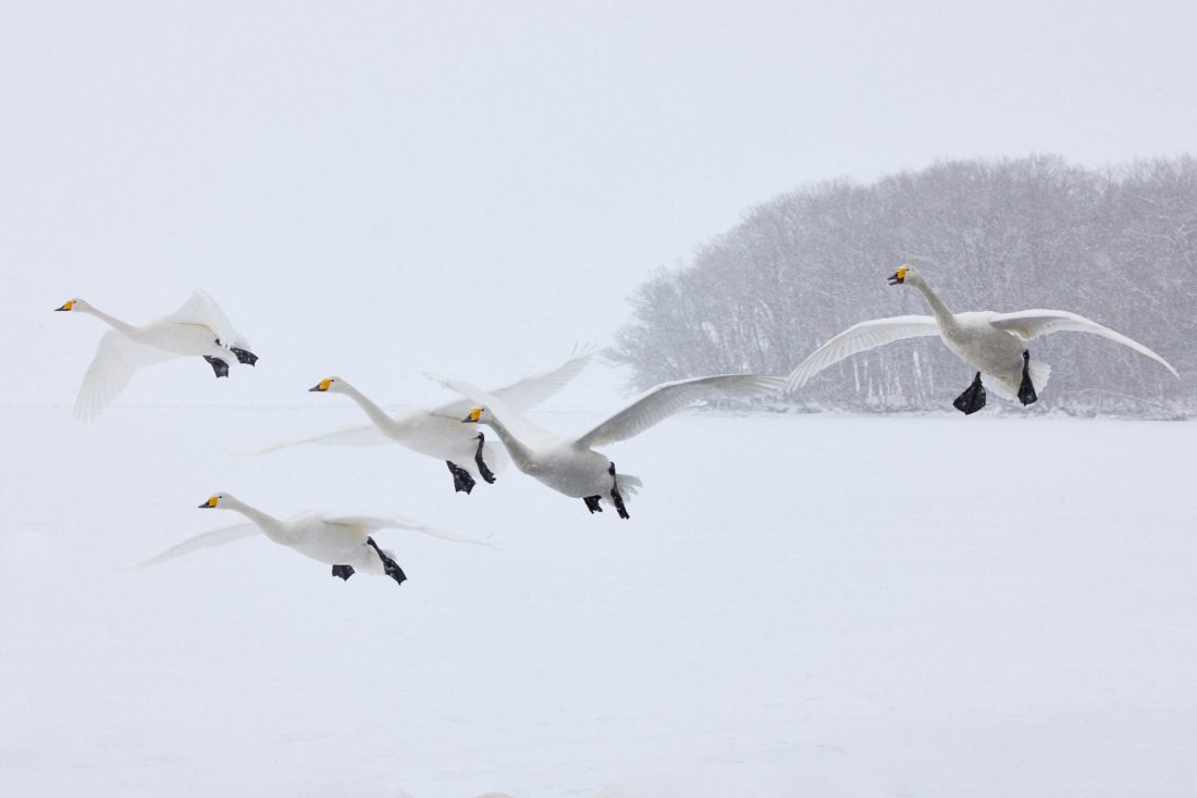 Swans Arrive