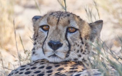 Namibia Tour Report 2024 Part 2 (Podcast 840)